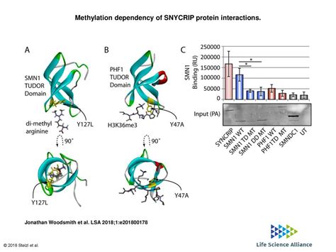 tudor protein methylation